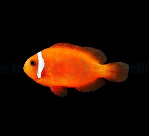 Alternative view of Amphiprion frenatus - DJM Bred