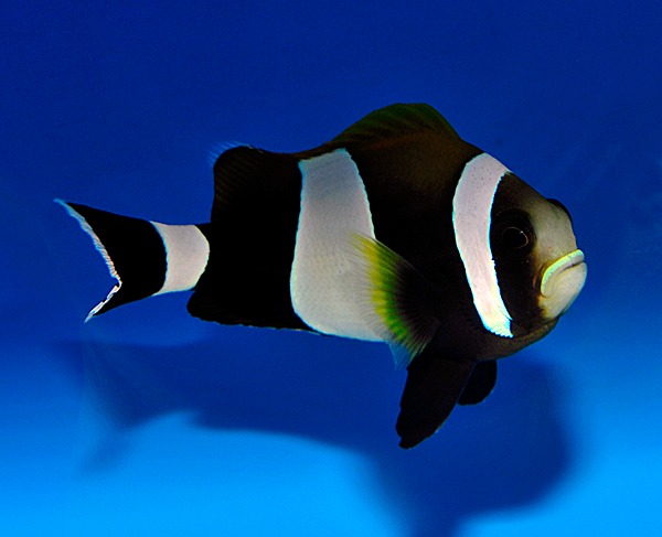 Picasso Aquarium