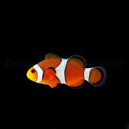 Amphiprion ocellaris - T.B.