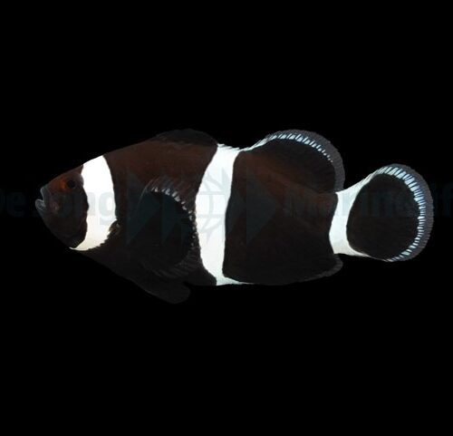 Alternative view of Amphiprion ocellaris (Darwin) - DJM Bred