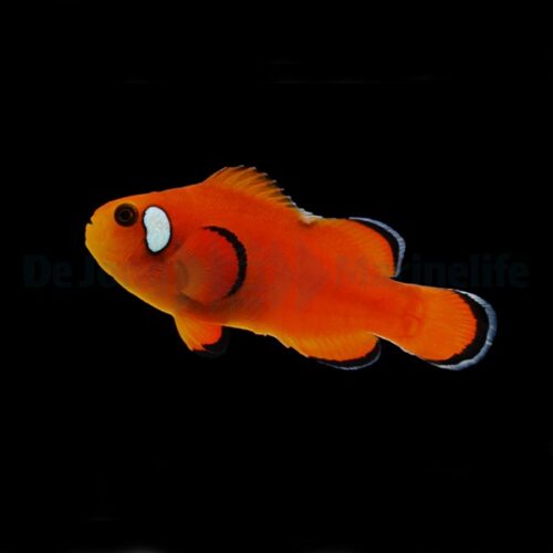 Amphiprion ocellaris (Domino Orange) - DJM Bred