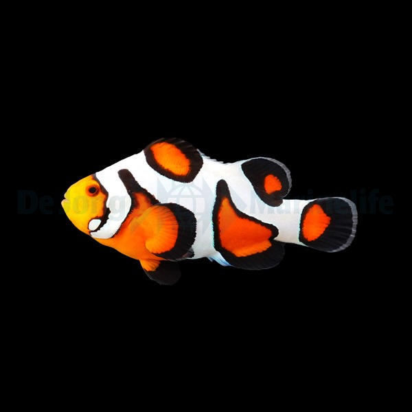 Picasso Aquarium