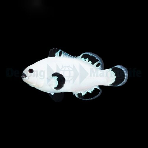 Amphiprion ocellaris (Snow Storm) - DJM Bred
