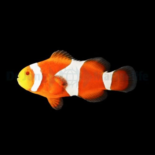 Alternative view of Amphiprion ocellaris (Tangerine) - DJM Bred