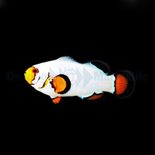 Alternative view of Amphiprion ocellaris (Wyoming White) - DJM Bred