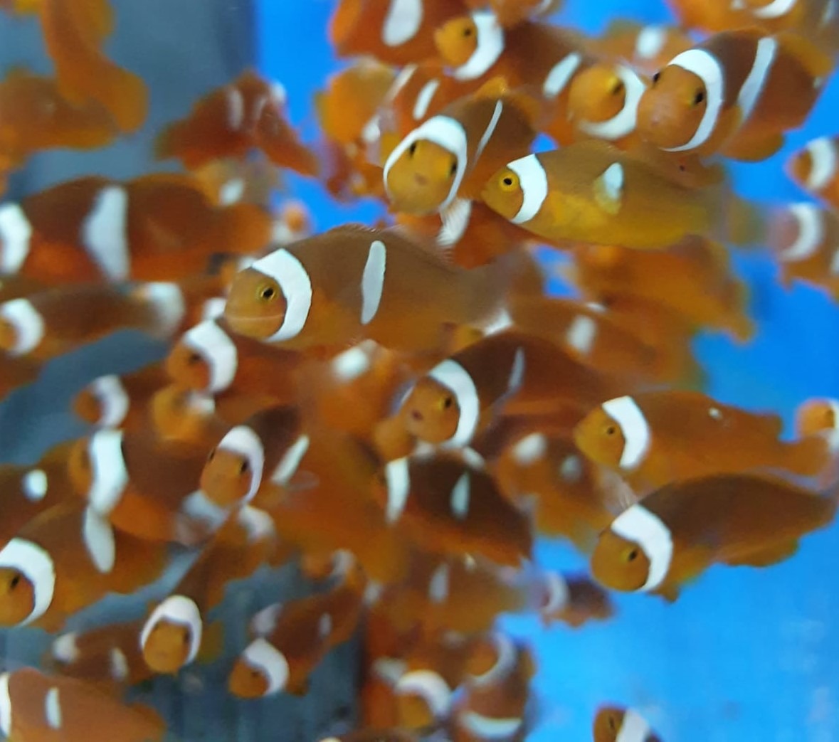 Amphiprion percula - DJM Bred - Afbeelding 4