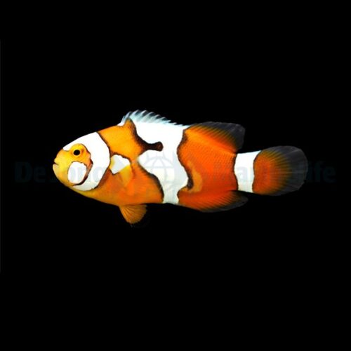 Alternative view of Amphiprion percula (Picasso) - DJM Bred