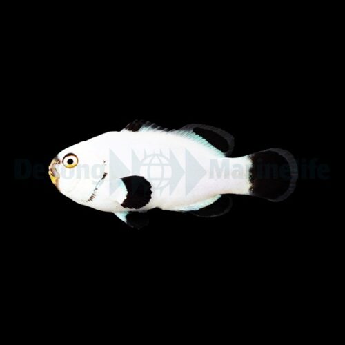 Amphiprion percula (Platinum) - DJM Bred