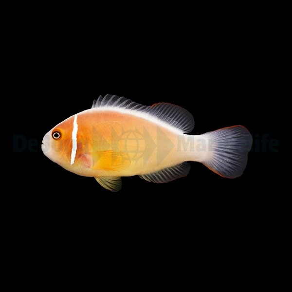Picasso Aquarium