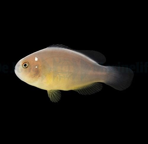 Alternative view of Amphiprion perideraion (Domino) - DJM Bred