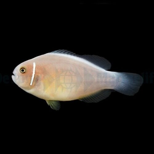 Alternative view of Amphiprion perideraion - DJM Bred