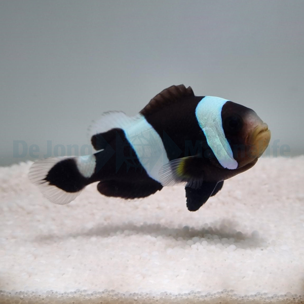 Picasso Aquarium