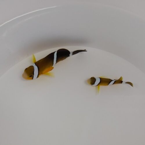 Amphiprion tricinctus - Afbeelding 3