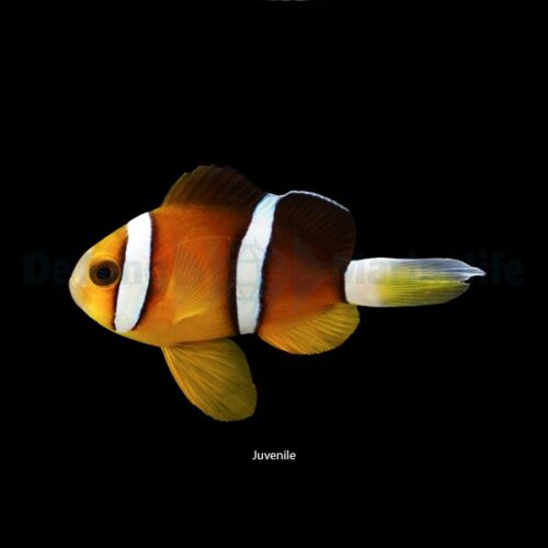 Amphiprion tricinctus - Afbeelding 2
