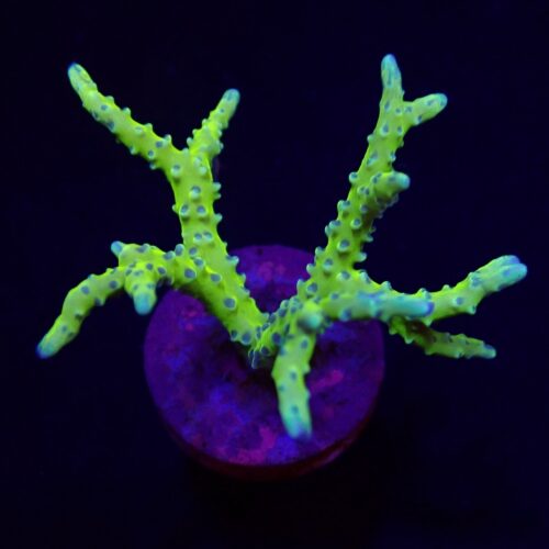 Alternative view of Anacropora spp. (Green Goblin) (frag)