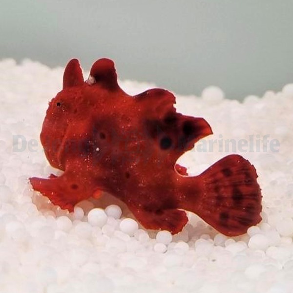 Picasso Aquarium