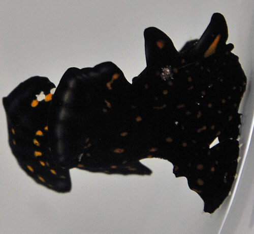Antennarius pictus - Afbeelding 4
