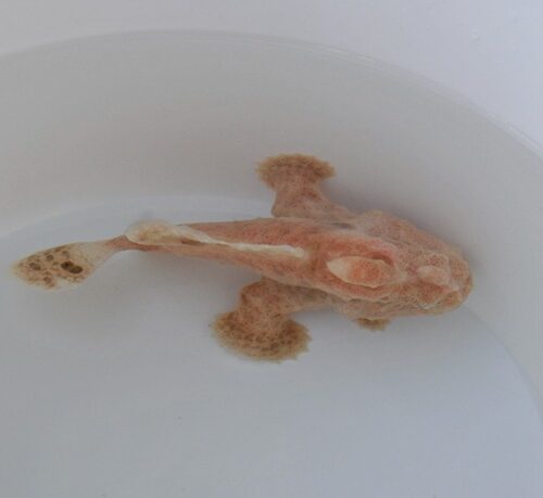 Antennarius spp. (Cream) - Afbeelding 4