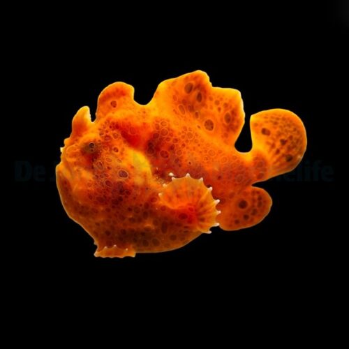 Alternative view of Antennarius spp. (Orange)