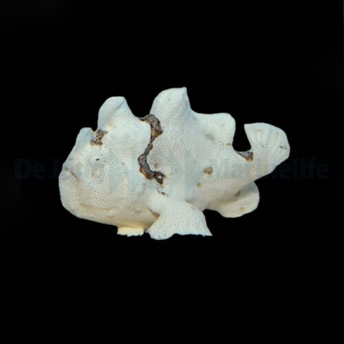 Alternative view of Antennarius spp. (White)
