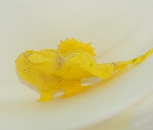 Alternative view of Antennarius spp. (Yellow)