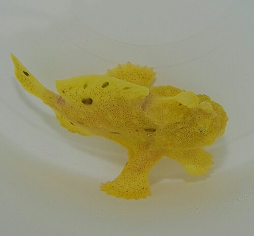 Antennarius spp. (Yellow)