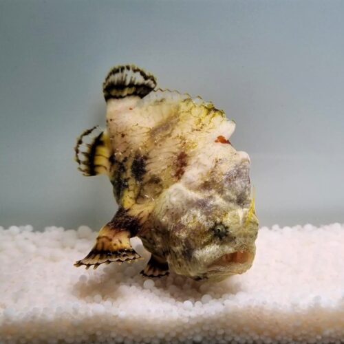 Antennarius tuberosus