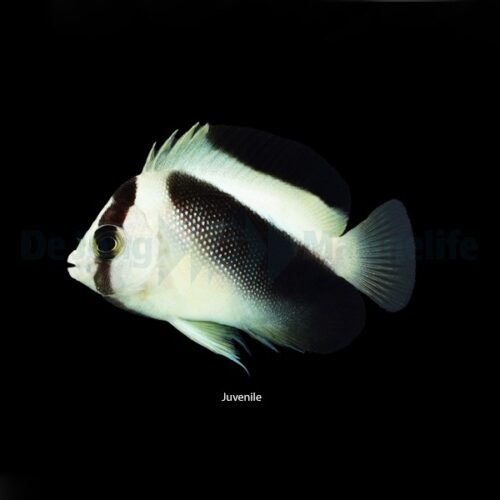 Alternative view of Apolemichthys griffisi