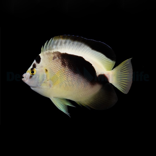 Picasso Aquarium