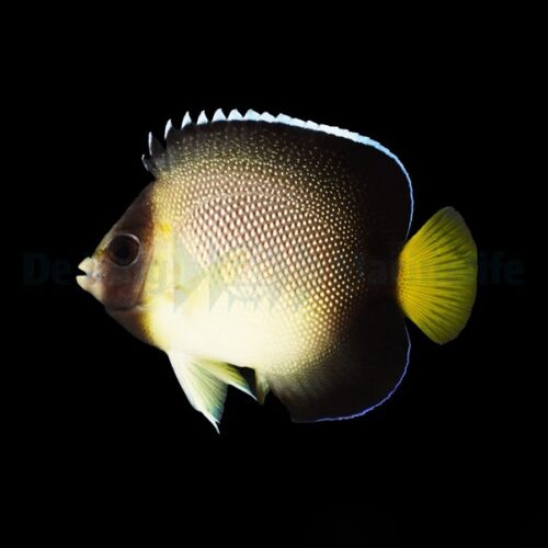 Alternative view of Apolemichthys xanthurus