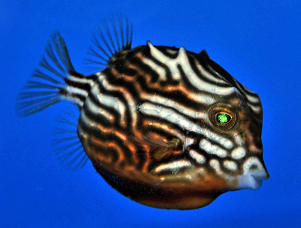 Picasso Aquarium