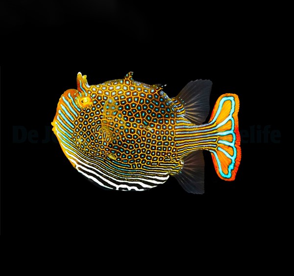Picasso Aquarium