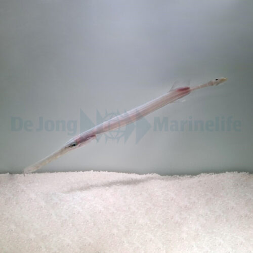 Aulostomus chinensis