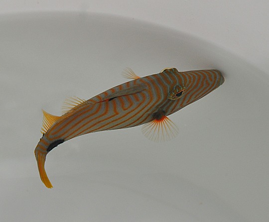 Picasso Aquarium