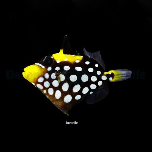Alternative view of Balistoides conspicillum