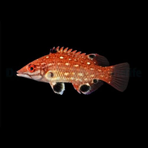 Alternative view of Bodianus diana