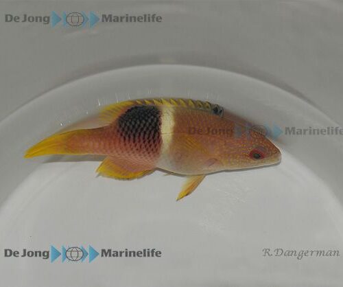 Bodianus perditio