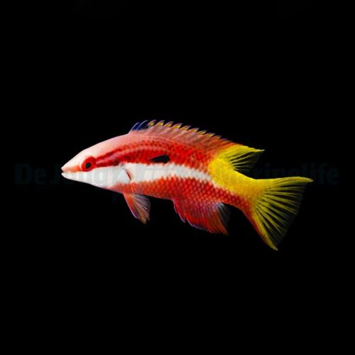Alternative view of Bodianus pulchellus