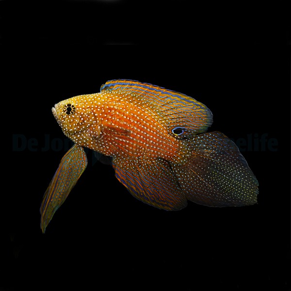Picasso Aquarium