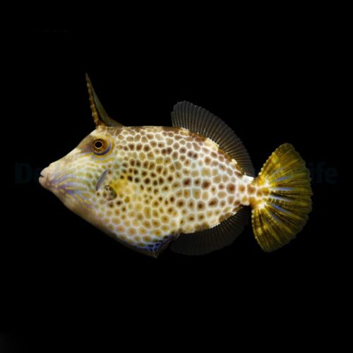 Alternative view of Cantherhines pardalis