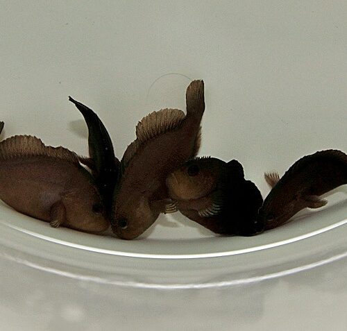 Caracanthus unipinna