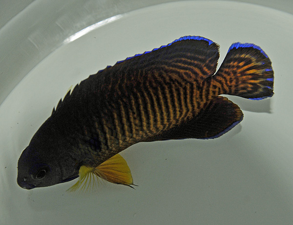 Picasso Aquarium