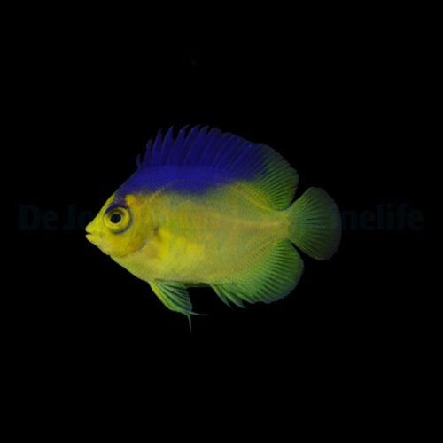 Alternative view of Centropyge colini - T.B.