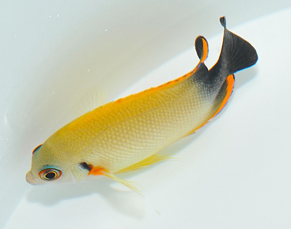 Picasso Aquarium