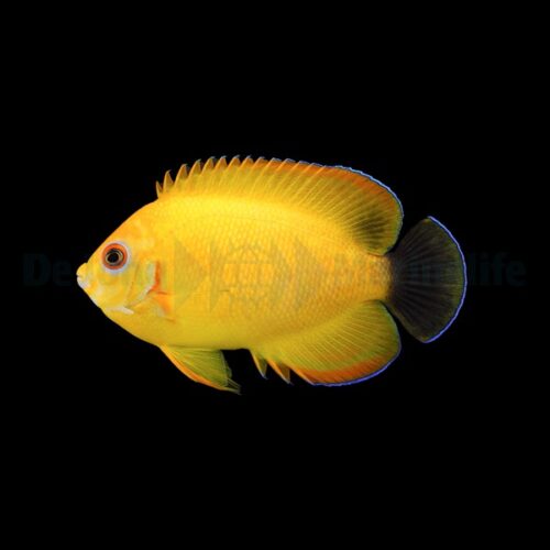 Centropyge flavissima (Hybrid) - T.B. - Afbeelding 2