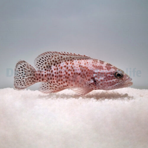 Cephalopholis cruentatus