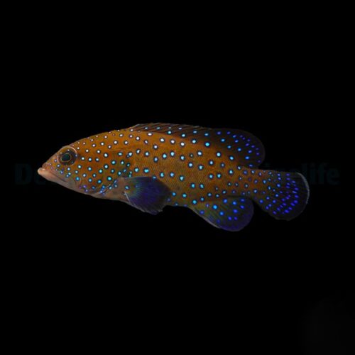 Alternative view of Cephalopholis argus