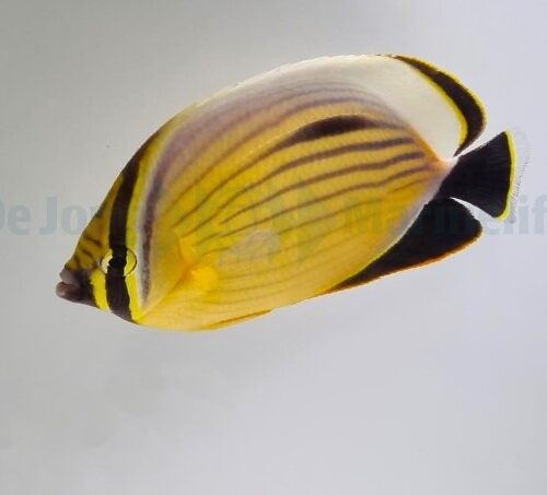 Alternative view of Chaetodon austriacus