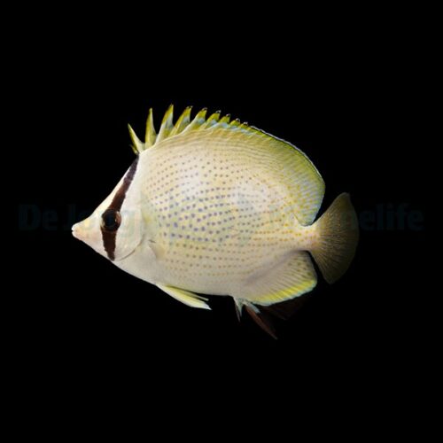 Alternative view of Chaetodon citrinellus