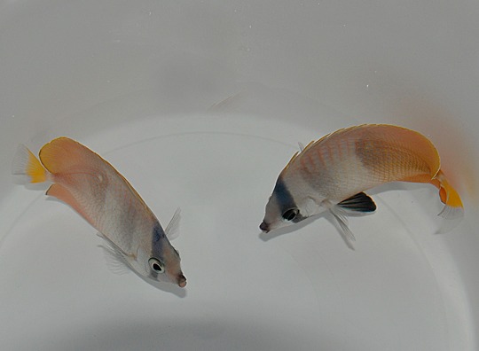 Picasso Aquarium